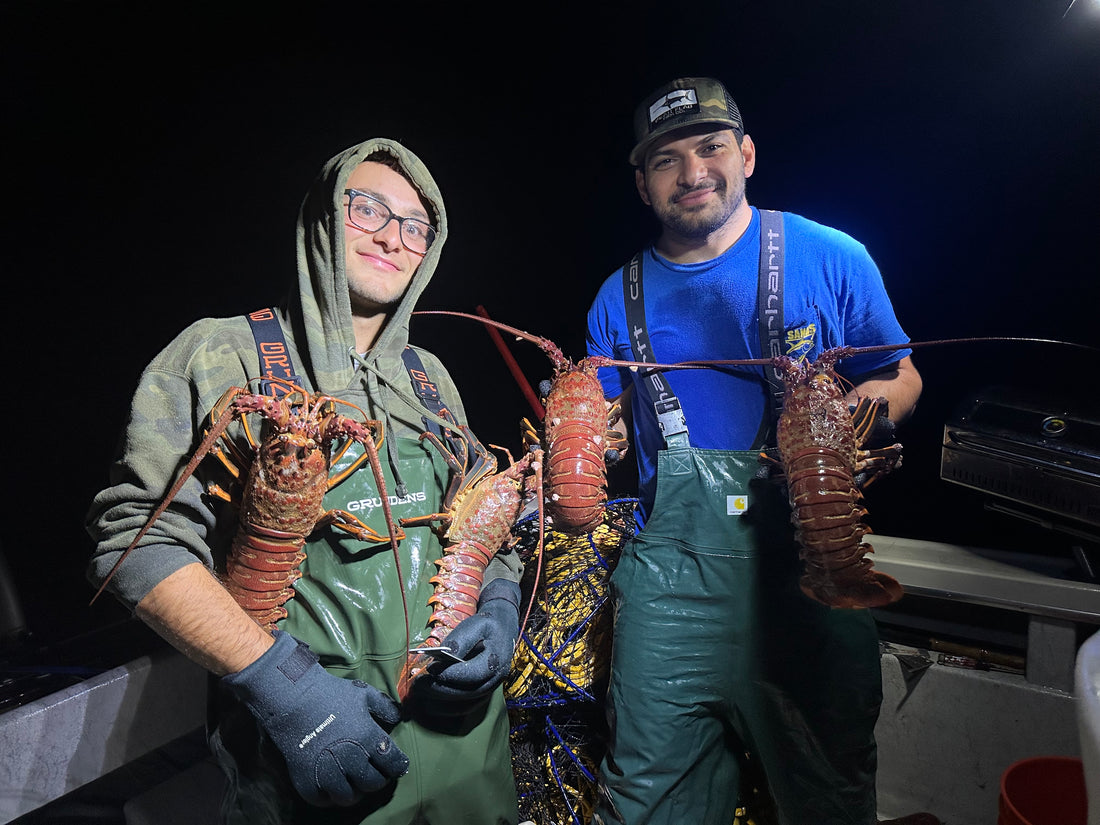 Dive Into Lobster Season: The Excitement of Lobster Fishing!